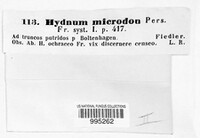 Hydnum microdon image